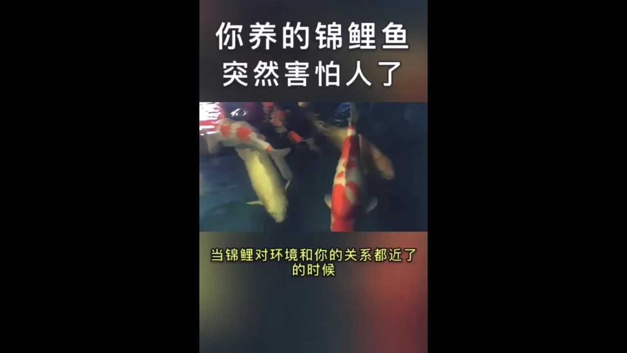 你养的锦鲤鱼为什么突然怕人了？ 观赏鱼论坛 第1张