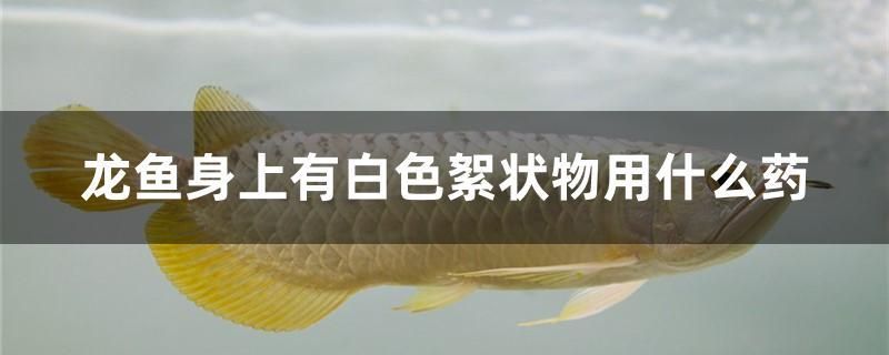 龙鱼身上有白色絮状物用什么药 祥龙水族护理水