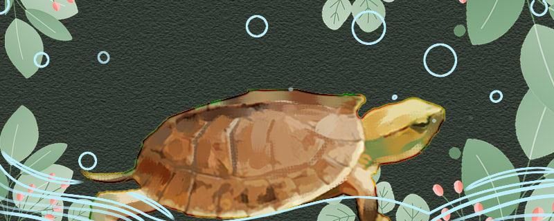 百色闭壳龟是水龟还是半水常见的闭壳龟品种有哪些 招财战船鱼
