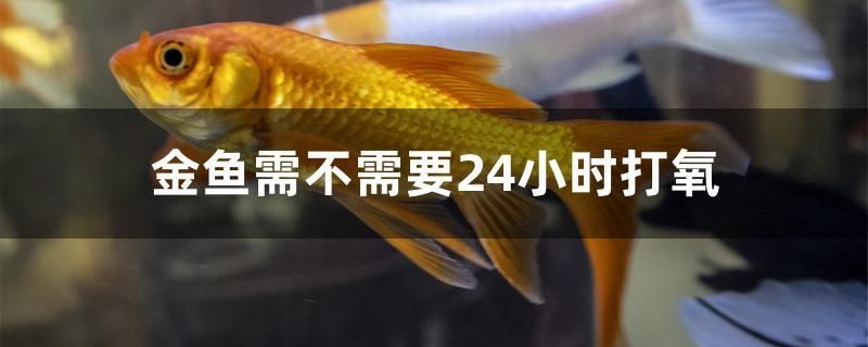 金鱼需不需要24小时打氧 细线银板鱼苗
