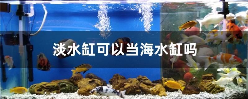 淡水缸可以当海水缸吗 纯血皇冠黑白魟鱼