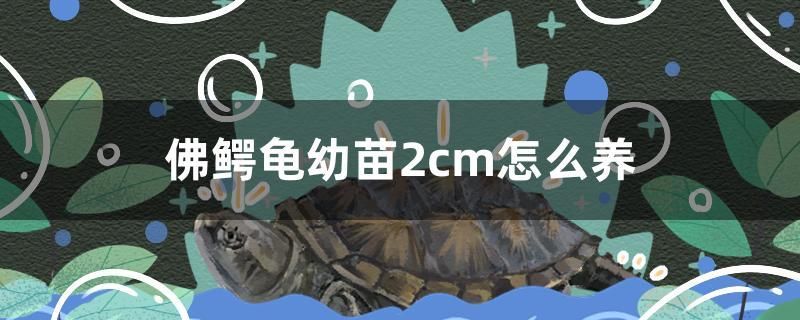 佛鳄龟幼苗2cm怎么养 双线侧鱼