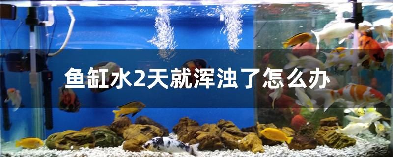 鱼缸水2天就浑浊了怎么办 斑马狗头鱼