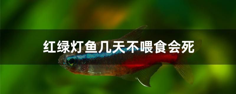 红绿灯鱼几天不喂食会死 元宝凤凰鱼