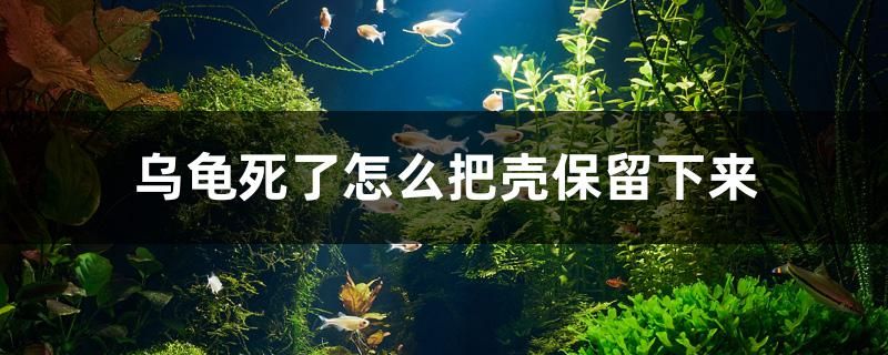 乌龟死了怎么把壳保留下来 黑白双星鱼