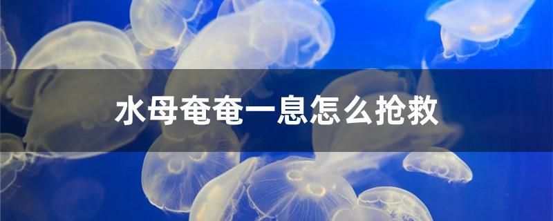 水母奄奄一息怎么抢救 除藻剂