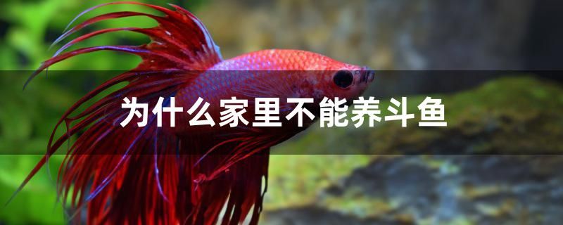 为什么家里不能养斗鱼 水族世界