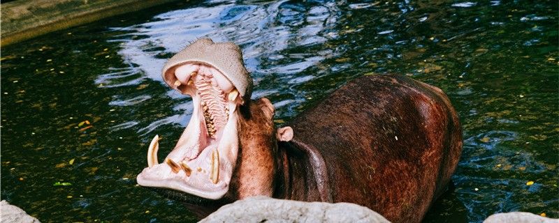 河马是哺乳动物吗能长多大 广州祥龙国际水族贸易