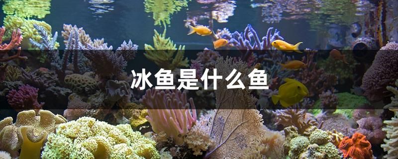 冰鱼是什么鱼 三间鼠鱼苗