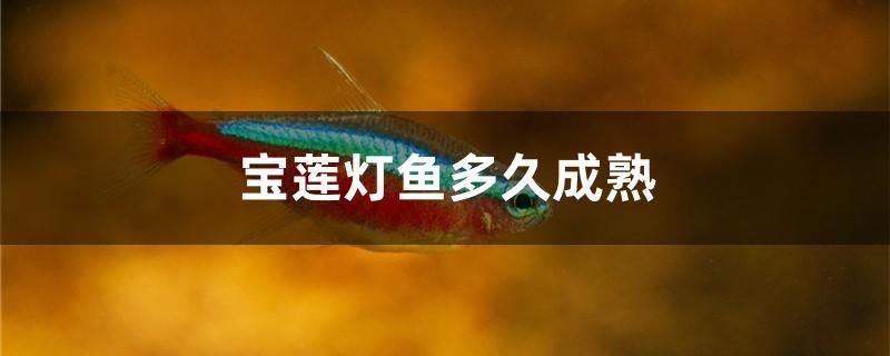 宝莲灯鱼多久成熟 水族主题相关