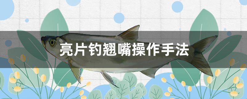 亮片钓翘嘴操作手法 鱼缸等水族设备