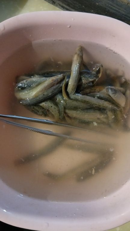 鱼食 观赏鱼论坛 第2张