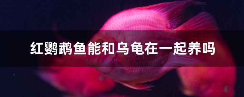 红鹦鹉鱼能和乌龟在一起养吗 大湖红龙鱼