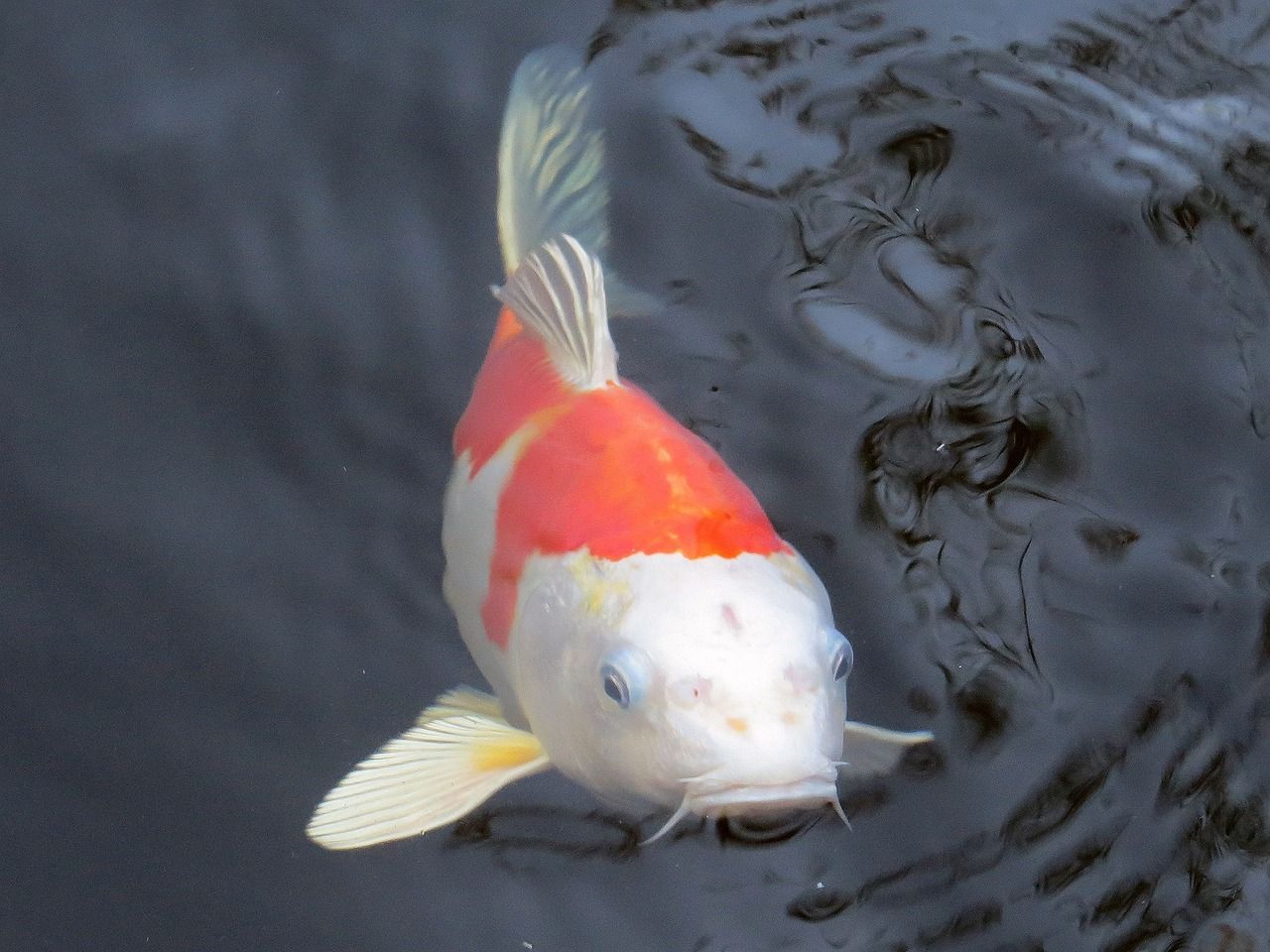 幻彩红宝石雷龙鱼公母(幻彩红宝石雷龙鱼繁殖公母) 红魔王银版鱼