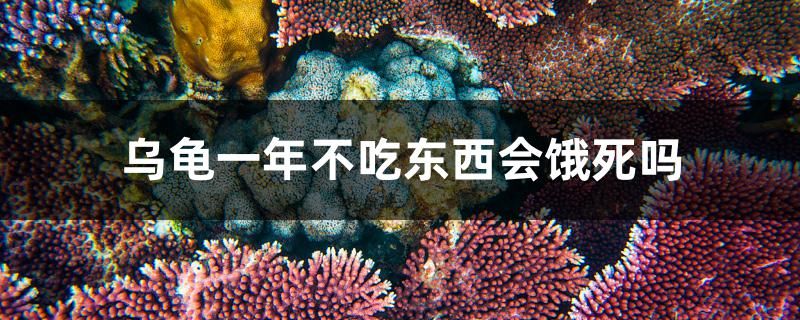 乌龟一年不吃东西会饿死吗 水族世界