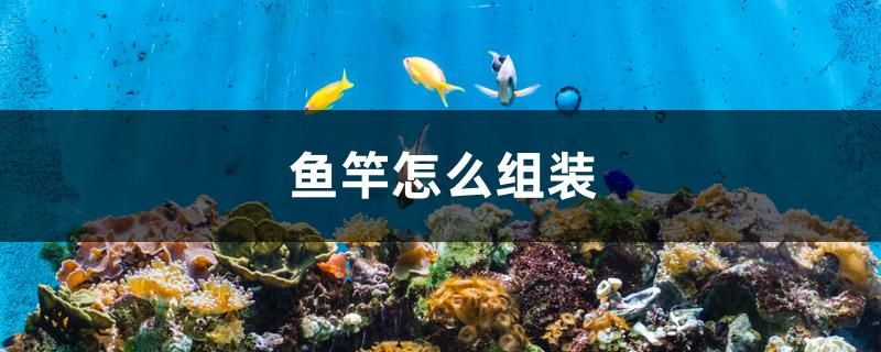 鱼竿怎么组装 狗仔（招财猫)鱼苗