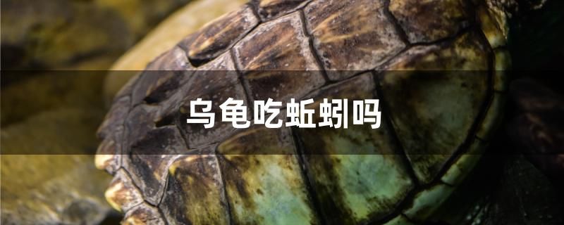 乌龟吃蚯蚓吗 苏虎