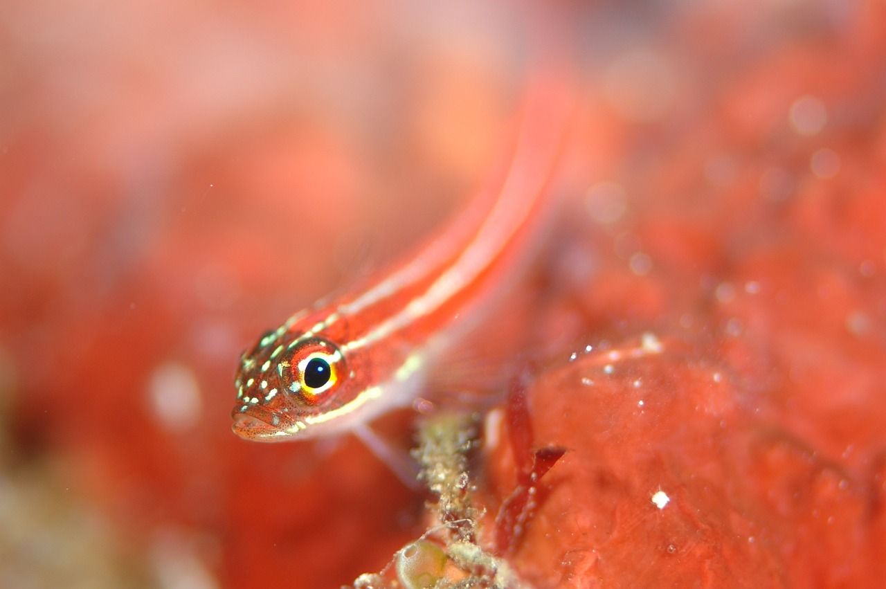 鱼缸里特别多红色虫是什么（鱼身上长了很多红色的小虫，怎么办） 龙凤鲤鱼