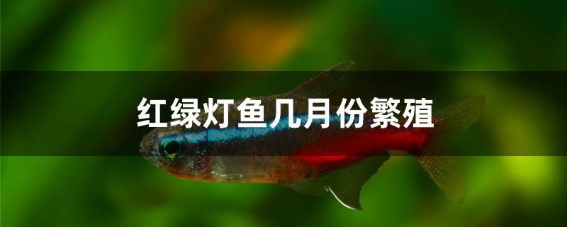 阳西金龙鱼招聘网（阳西金龙鱼公司招聘信息） 孵化器