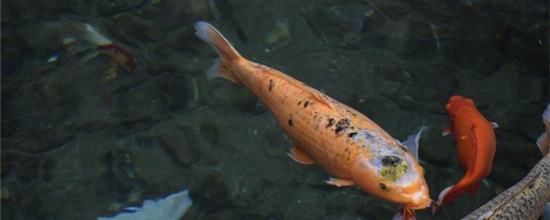 锦鲤不打氧能养吗不打氧怎么养