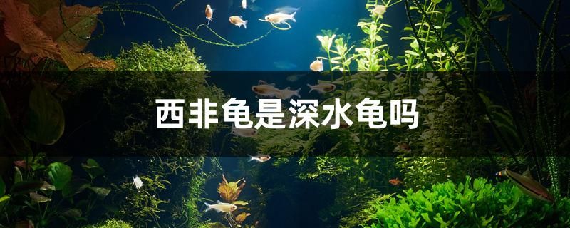 红龙鱼蹭缸底（ 红龙老是在缸底） 斑马鸭嘴鱼