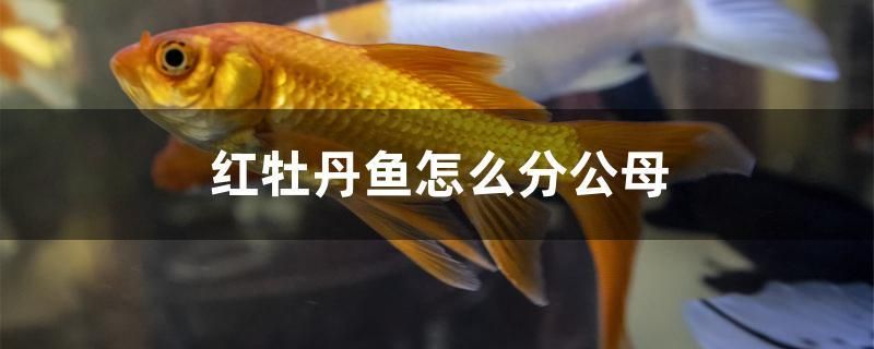 红牡丹鱼怎么分公母 冲氧泵