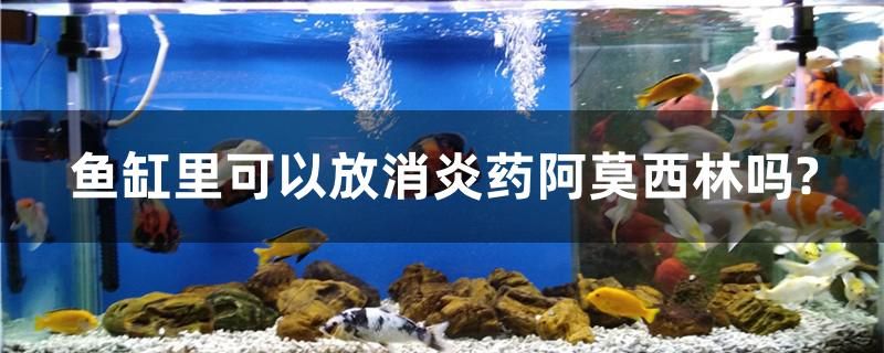 鱼缸里可以放消炎药阿莫西林吗？ 羽毛刀鱼苗