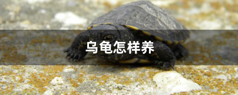 乌龟怎样养 广州观赏鱼批发市场