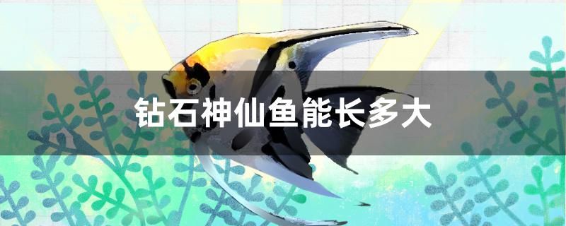 钻石神仙鱼能长多大 黑金魟鱼