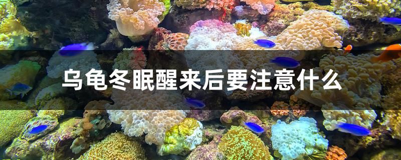 乌龟冬眠醒来后要注意什么