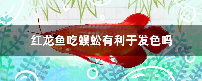 红龙鱼吃蜈蚣有利于发色吗 广州水族器材滤材批发市场