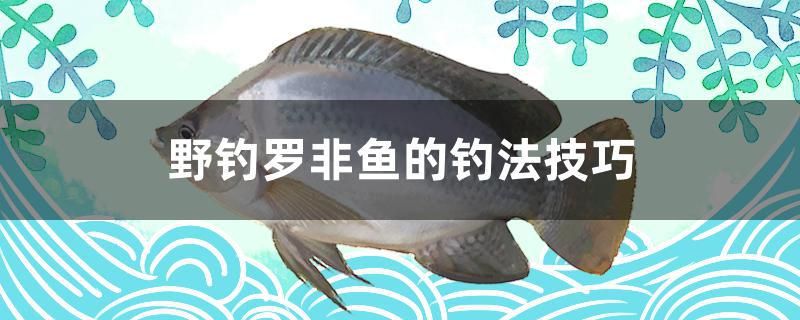 野钓罗非鱼的钓法技巧 观赏鱼水族批发市场