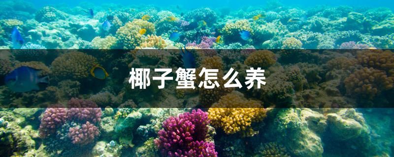 椰子蟹怎么养