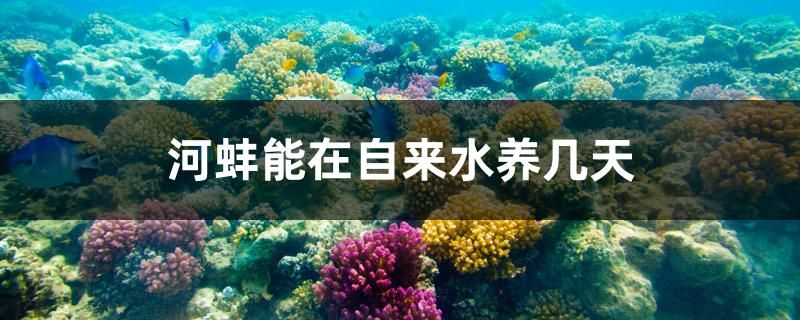 河蚌能在自来水养几天