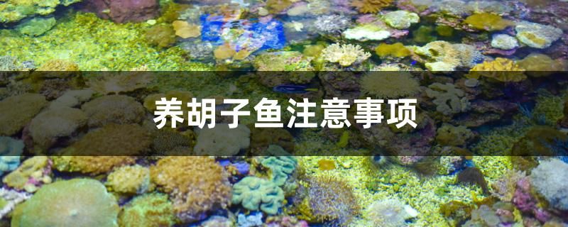 养胡子鱼注意事项 水族主题相关