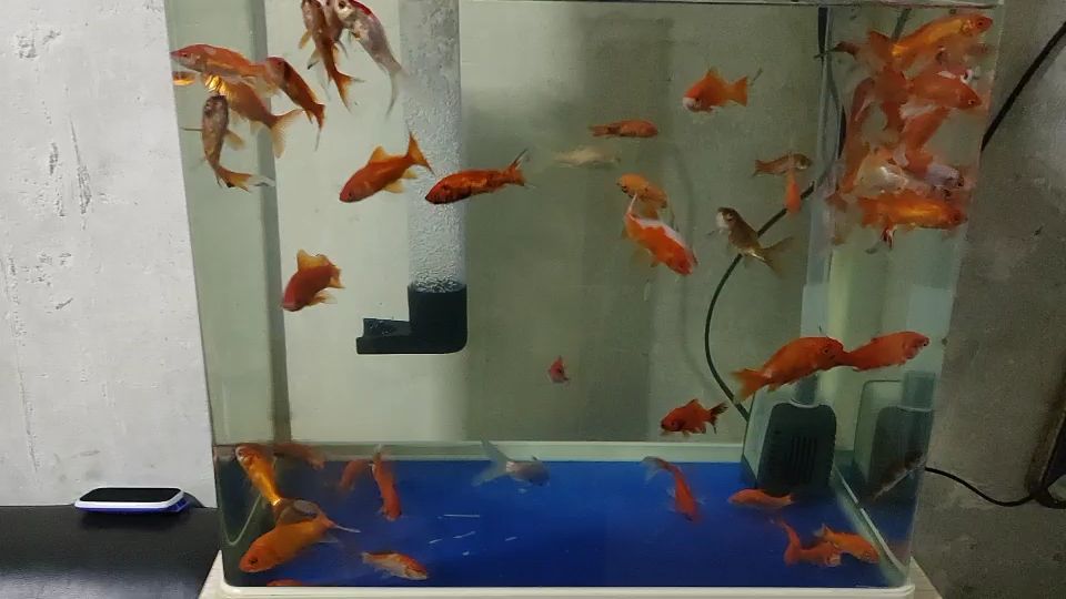 水族箱升级改造 观赏鱼论坛