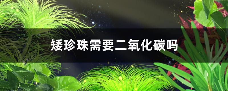 矮珍珠需要二氧化碳吗需要光照吗