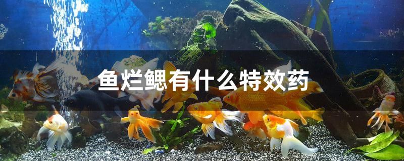 鱼烂鳃有什么特效药