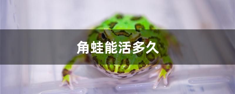 角蛙能活多久