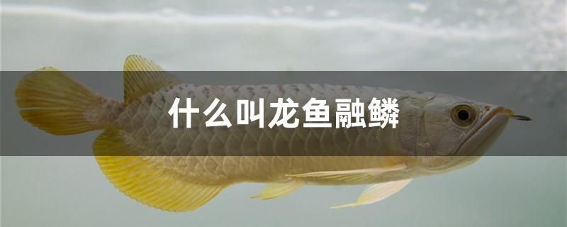 福州鱼缸专卖店电话地址及电话：漏水检测上门维修电话 鱼缸净水剂