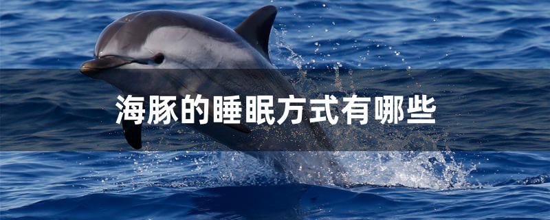 海豚的睡眠方式有哪些 祥龙水族医院