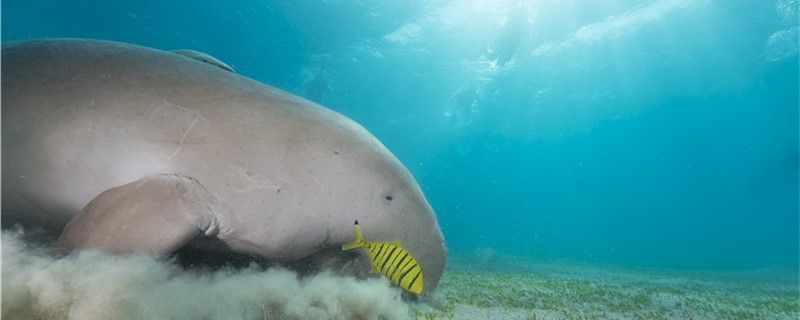 儒艮是海牛吗和海牛有什么区别 观赏鱼饲料