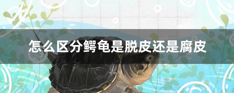 海口鱼缸定制厂家有哪些品牌（海口哪里卖鱼缸） 二氧化碳设备