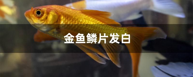 金鱼鳞片发白