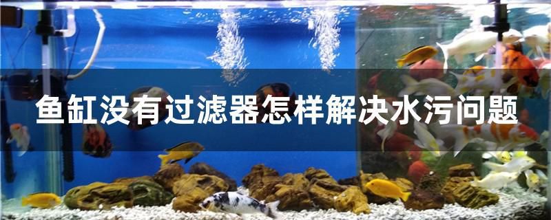 鱼缸没有过滤器怎样解决水污问题 银古鱼苗