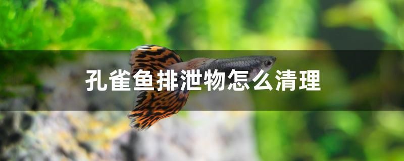 孔雀鱼排泄物怎么清理 祥龙进口元宝凤凰鱼