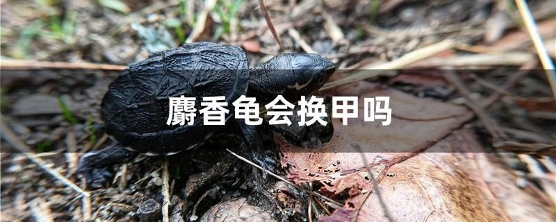 麝香龟会换甲吗 虎鱼鱼苗