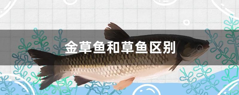 金草鱼和草鱼区别是什么 祥龙水族医院