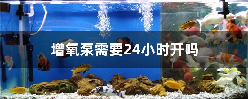 增氧泵需要24小时开吗 祥龙进口元宝凤凰鱼