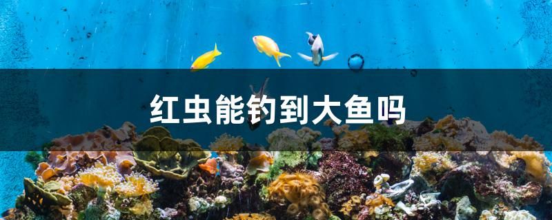 红虫能钓到大鱼吗